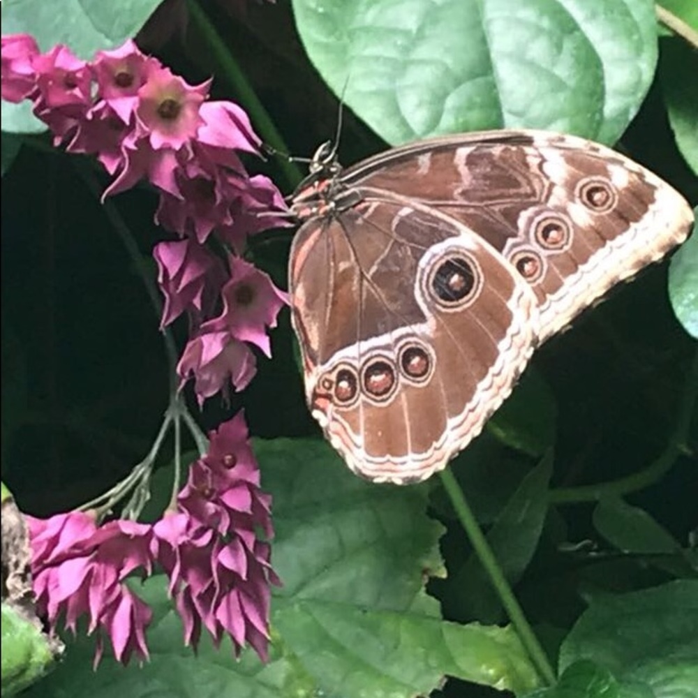 Meet your Posher, Deanna